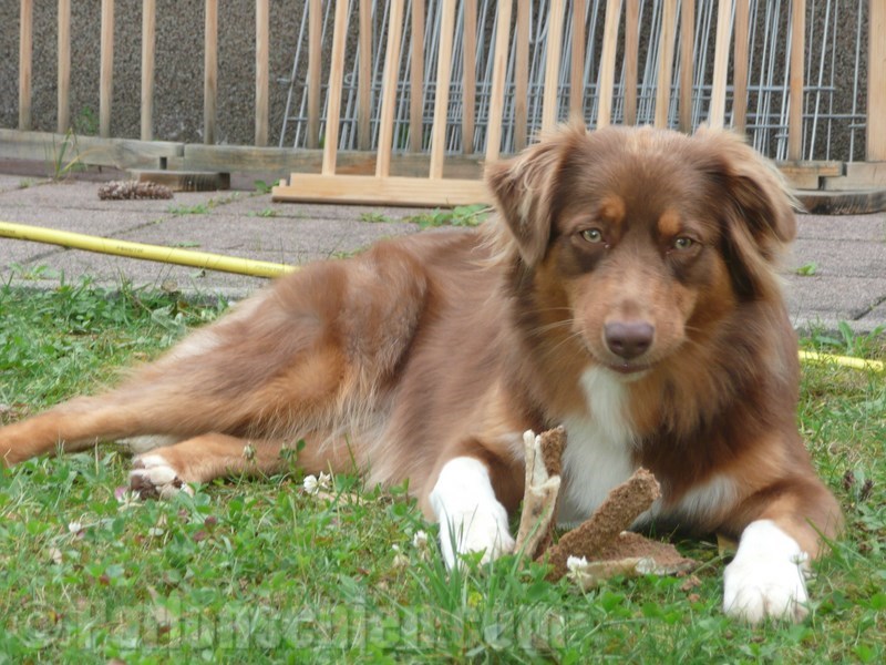 rencontre entre amoureux chiens
