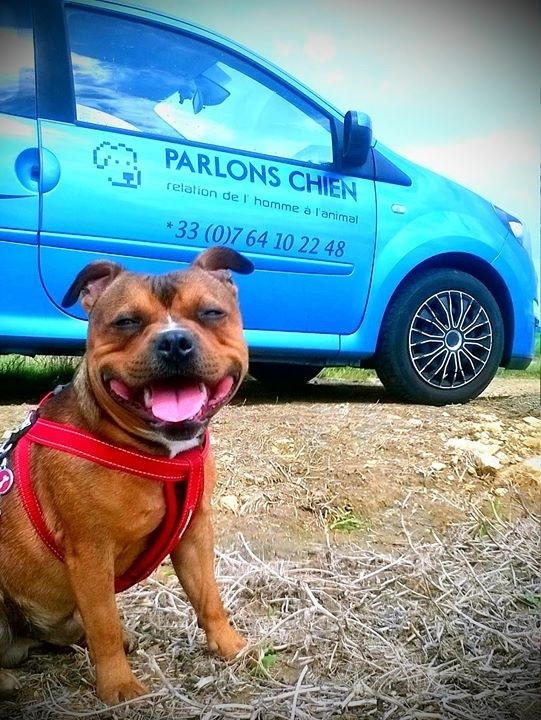 rencontre promener son chien