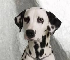 site de rencontre pour amoureux des chiens